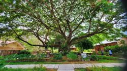 Sirin Farm สิรินทร์ ฟาร์มบ้านปางกอก หมู่9