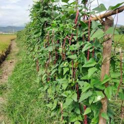 บ้านรักษ์ล้านนา ฐานสมุนไพรผักกับลาบ