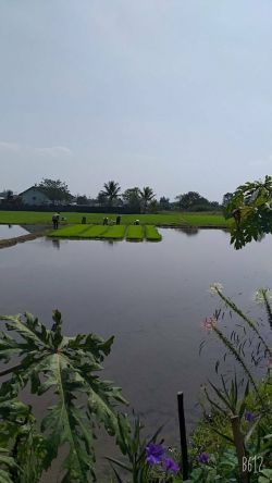 บ้านทักษิณ ฐานสมุนไพรสาวน้อยร้อยช่อง