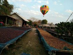 บ้านกาแฟอาข่า (อาข่ามิโน คอปปี่) ฐานกาแฟ