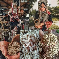 บ้านกาแฟอาข่า (อาข่ามิโน คอปปี่) ฐานกาแฟ