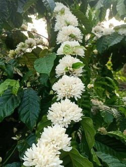 บ้านกาแฟอาข่า (อาข่ามิโน คอปปี่) ฐานกาแฟ