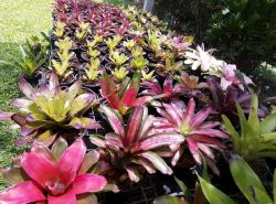 บ้านราษฎร์ชมภู ฐานธรรมชาติบำบัด