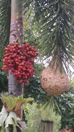 บ้านราษฎร์ชมภู ฐานธรรมชาติบำบัด