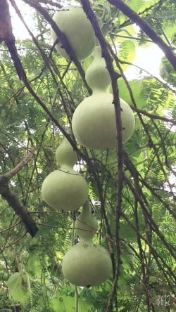 บ้านภาณิชา ฐานเสริมสวยด้วยสมุนไพร