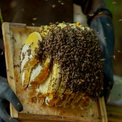 น้ำแสนดอก (บ้านเมืองรวง)